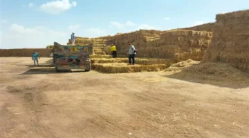 تجميع أكثر من 33 ألف طن قش أرز في الشرقية يحول المخلفات الزراعية إلى موارد مستدامة